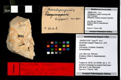 Foto (Objekt + Etikett) von Munitheites kuepperi (Fraaije et al., 2019)  (NHMW-GEO-1990-0041-3235)